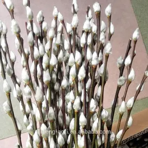 Hot koop verse bloemen kut wilg salix voor nieuwjaar cerebration bewaard verse bloem