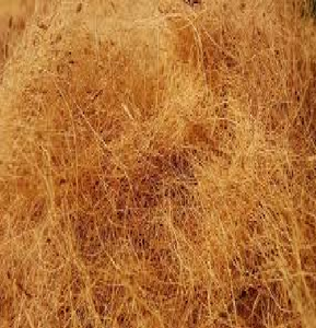 Noix De Coco indienne En Fiber De Coco - Product Image 3