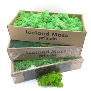Reale Foresta Stabilizzato <span class=keywords><strong>Artificiale</strong></span> Irlandese Renna Conserve di <span class=keywords><strong>Muschio</strong></span> - Product Image 2