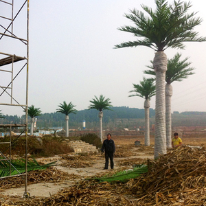 <span class=keywords><strong>Palmera</strong></span> Artificial de Coco Real para Exteriores, <span class=keywords><strong>Palmera</strong></span> Artificial de Dátil en Arabia Saudita - Product Image 2