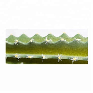 Cactus Artificial Estilo Areg de 50cm para Decoración del Hogar - Product Image 6