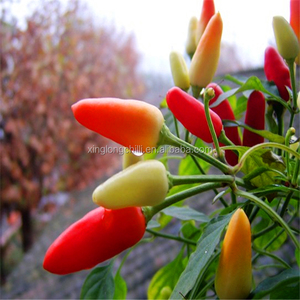 Ichuan-pimiento de chili, pimiento redondo rojo caliente - Product Image 1