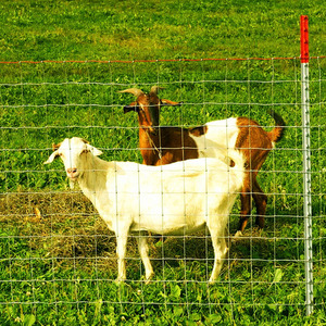 High Tensile Strength Tight Lock <strong>Mesh</strong> Deer <strong>Fence</strong> Horse <strong>Fence</strong> Wire Farm Field <strong>Fence</strong> - Product Image 3