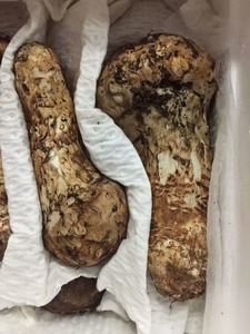 Detan fresco salvaje <span class=keywords><strong>tricholoma</strong></span> <span class=keywords><strong>matsutake</strong></span> - Product Image 5