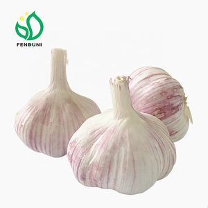 <span class=keywords><strong>Ail</strong></span> d'<span class=keywords><strong>éléphant</strong></span> G1 - Product Image 2