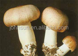 Оптовая продажа <span class=keywords><strong>Alibaba</strong></span> agaricus blazei полисахариды <span class=keywords><strong>Extract</strong></span> - Product Image 4