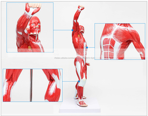 Di alta qualità di arte modello muscolare/Medico modello di spiegazione/muscolo del corpo umano modello - Product Image 4