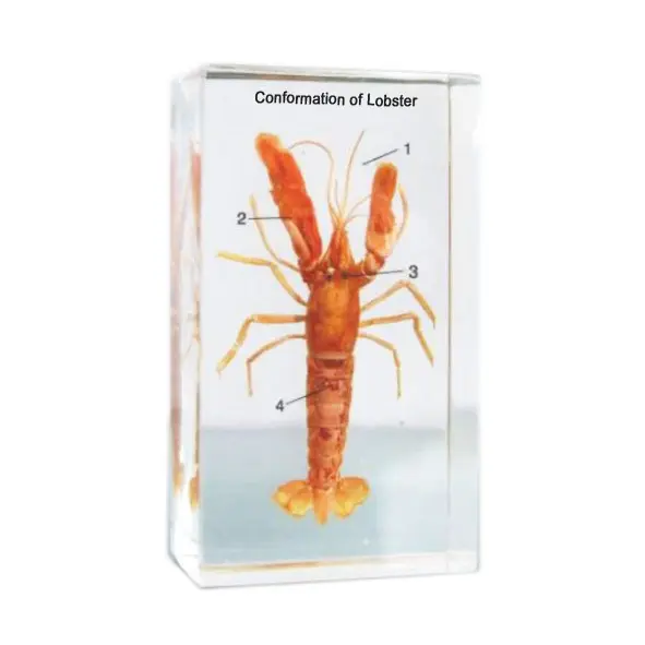 Gelsonlab HSBS-044 Acrylic Conformation of Lobster Specimen embedded biological specimens