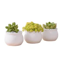 Maceta de cerámica blanca pequeña para decoración interior, para el hogar, jardín usado con flores/planta verde redonda esmaltada, sin soporte, 144 Uds.