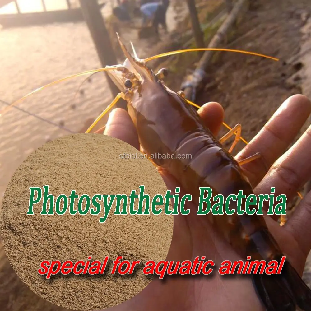 Microbiana aditivo en piensos para peces camarones cangrejo tortuga bacterias fotosintéticas
