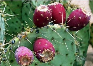 Chất Lượng Tốt Nhất Gai Lê Hạt Giống Tách Hạt Giống Loại Bỏ Máy Dầu - Product Image 6