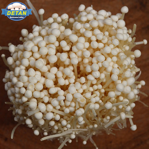 Compradores para detan fresco setas Enoki - Product Image 1