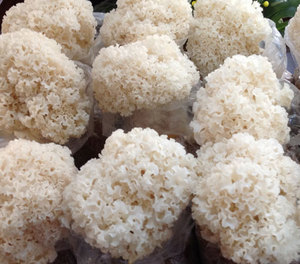 Detan Fresh Sparassis Crispa <span class=keywords><strong>Chou</strong></span>-<span class=keywords><strong>fleur</strong></span> <span class=keywords><strong>Champignon</strong></span> Prix - Product Image 5