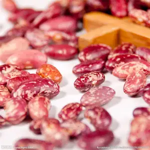 Best Quality Purple Speckled Kidney Bean Long Shape Cooking Red Kidney Beans