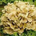 100% natrual Maitake estratto di funghi 10%,15%,20%,25%,30%