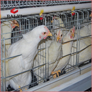 Jaula para Pollos, Jaulas en Batería para Gallinas <span class=keywords><strong>Ponedoras</strong></span>, Equipo para Avicultura - Product Image 6