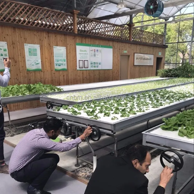 Greenhouse Soilless Culture Plant Factory - Rebe15