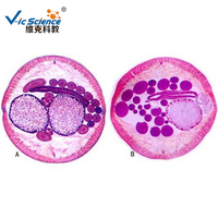 Medical Science Parasitology High Quality Medical Parasitology Prepared Slides 100pcs Microscope Prepared Slides