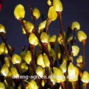 Rama Fresca de Sauce de la Virgen para Decoración del Hogar, <span class=keywords><strong>Salix</strong></span> <span class=keywords><strong>Gracilistyla</strong></span> - Product Image 4