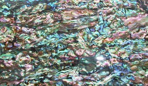 Mexicaanse <span class=keywords><strong>Paua</strong></span> Abalone <span class=keywords><strong>Shell</strong></span> Vellen Natuurlijke Parelmoer Papier - Product Image 6