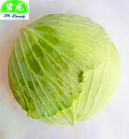 2019 chinese  fresh round cabbage/flat cabbage/ purple cabbage  with GAP certificate supplying all the year round