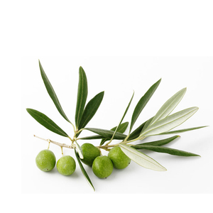 Suda çözünür zeytin ekstresi <span class=keywords><strong>oleuropein</strong></span> 98% zeytin yaprağı özü - Product Image 3