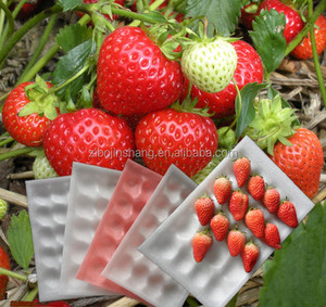 Barquettes en mousse de polyéthylène expansé (EPE) pour l'emballage des fraises - Product Image 1