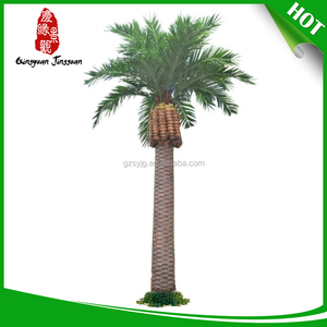 Profesional grande árbol de ginkgo - Product Image 1