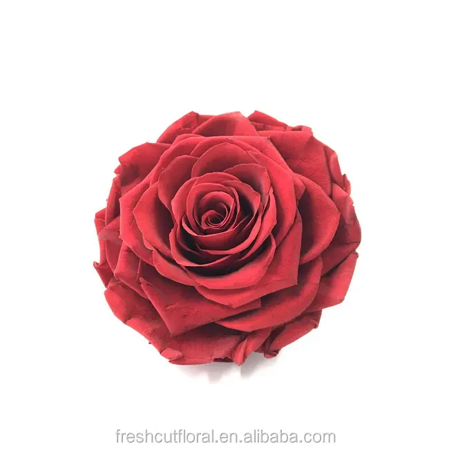 Echte Look Bewaard Bloem Rose Nooit Vervagen Een Red Rose Picture Bloem Rose