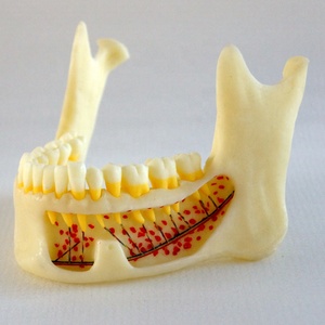 <span class=keywords><strong>Dental</strong></span> studio Anatomico Mandibola modello - Product Image 3