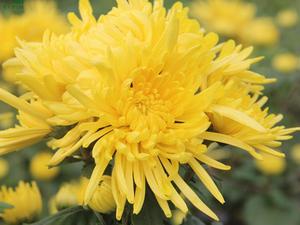 ที่สวยงามสีทองกลีบขายส่งธรรมชาติแห้งดอกเบญจมาศสีเหลืองดอกไม้ชาสำหรับขาย - Product Image 4