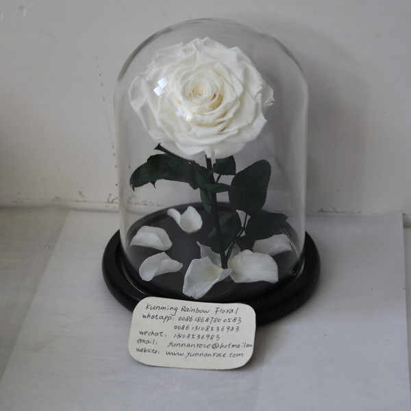 Online-Shop Konservierte Blume Glycerin für Muttertag das ganze Jahr geliefert