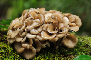 10% de Polisacáridos de Ganoderma Lucidum Karst. <span class=keywords><strong>Hongo</strong></span> <span class=keywords><strong>reishi</strong></span> Extracto de Plantas naturales - Product Image 3