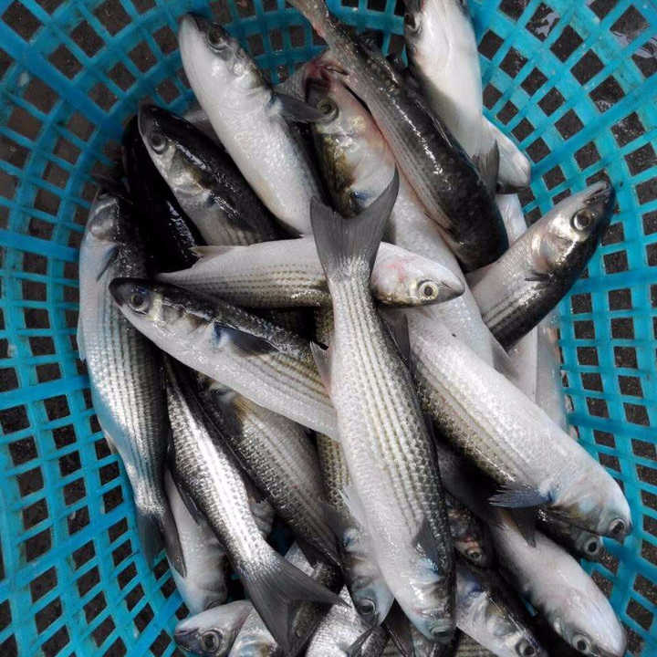 frozen grey mullet fish wr and fillet for sale in the best price