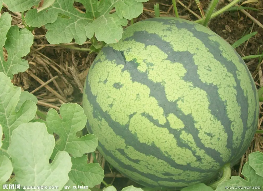 Fresco mirabilitum praeparatum jugo en polvo