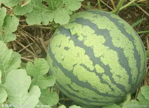 Fresco mirabilitum praeparatum succo di frutta in polvere