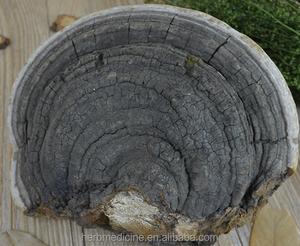Hongo Phellinus Linteus Teng Seco Silvestre Entero, Origen Bozhou, China, Paquete <span class=keywords><strong>de</strong></span> 1KG - Product Image 2