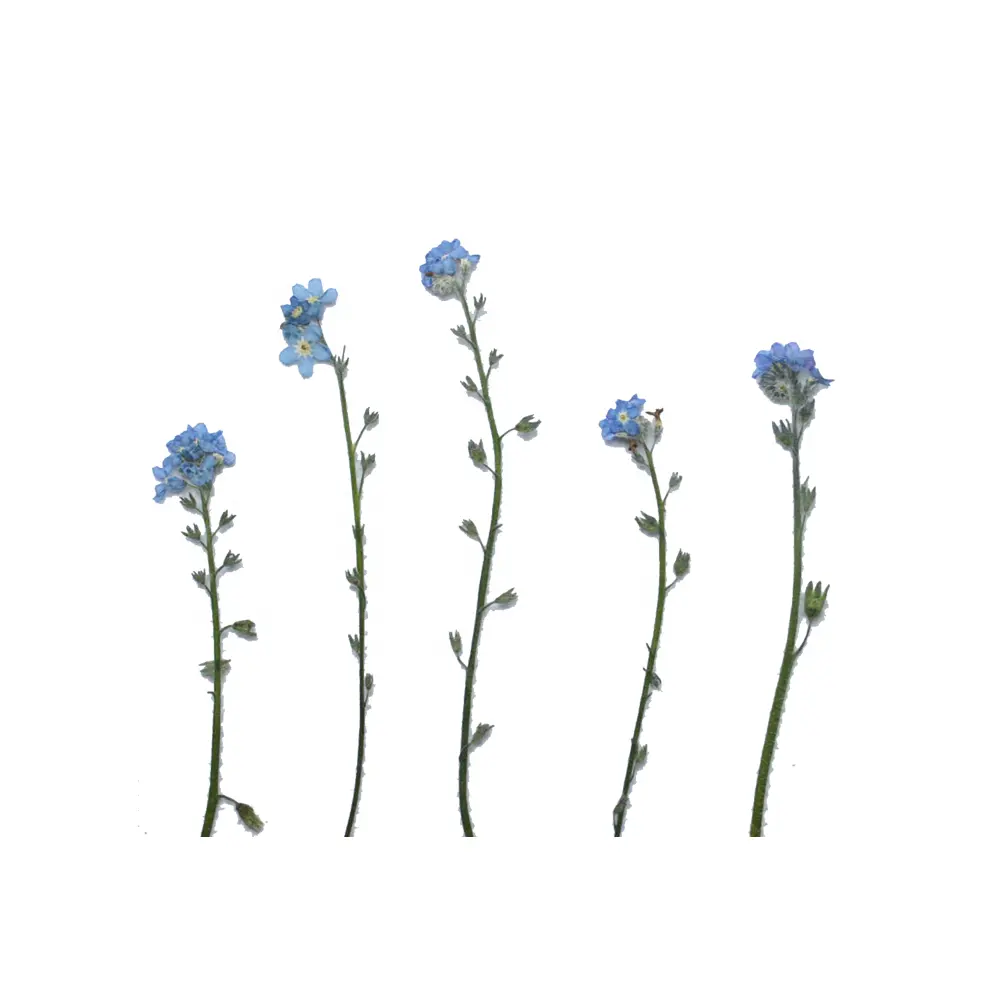 Real Dried Pressed Flower, Forget Me Not with Branch