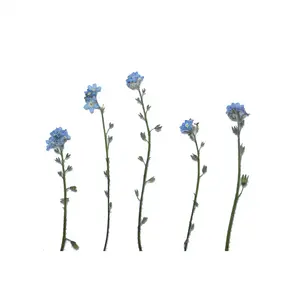 Reale Secchi Premuto Fiore, Dimenticare Me Non con la Filiale - Product Image 1