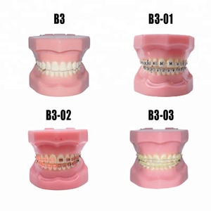 Modèle Standard dents prothèse orthodontique pour l'enseignement - Product Image 3