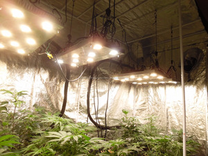 250 W Citizen LED crece luces con CLU048 1216 3500 K espectro completo - Product Image 4