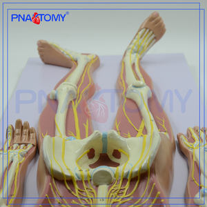 Model Anatomi Sains Medis Gambar PNT-0439 Simulator Manusia Model Sistem Saraf (Model Medis 90*32*10 PVC Canggih 3200G - Product Image 2
