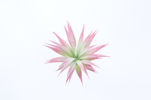 Piante <span class=keywords><strong>Succulente</strong></span> Artificiali Singole di Alta Qualità, Splendide Piante Finte <span class=keywords><strong>in</strong></span> Plastica con Effetto Realistico al Tatto - Product Image 4