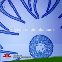 Fixed item High quality for learning Algae slides specimen and Fungi prepared microscope slides