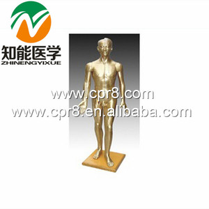 170 ซม.มาตรฐานเข็มจุดมนุษย์ฝังเข็มชุด - Product Image 2