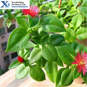 Haute Qualité GMP Casher Naturel <span class=keywords><strong>Andrographis</strong></span> <span class=keywords><strong>paniculata</strong></span> Extrait Andrographolides 98% - Product Image 3