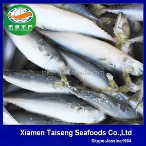 150 - 250 G pacifique maquereau poissons en stock, Chinois bleu maquereau avec meilleure offre