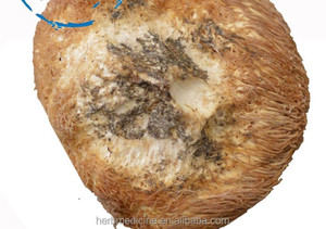 <span class=keywords><strong>Champignon</strong></span> <span class=keywords><strong>crinière</strong></span> de <span class=keywords><strong>lion</strong></span>, <span class=keywords><strong>champignon</strong></span> dent barbe de Hericium Erinaceus - Product Image 4