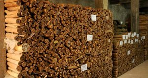 Indien huile De Bois de Santal Naturel et 100% organique - Product Image 2