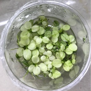 Invitro Planten Anubias Nana Bonte Anubia 'S - Product Image 4